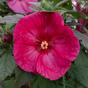 Hibiskus bagienny XXL Summerific Summer in Paradise