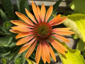 Jeżówka purpurowa Big Kahuna