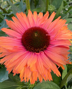 Jeżówka purpurowa SunSeekers Rainbow...