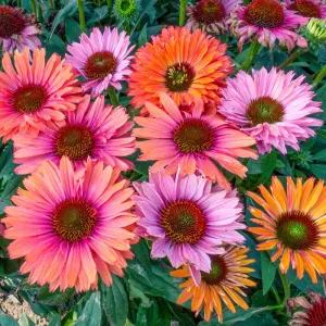 Jeżówka purpurowa SunSeekers Rainbow...