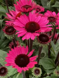 Jeżówka purpurowa SunSeekers Purple Towers...