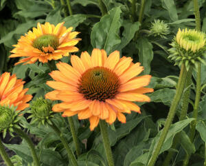 Jeżówka Purpurowa Sunseekers Pumpkin Pie...