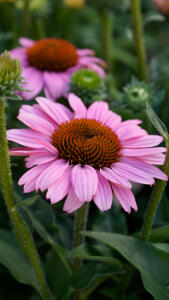 Jeżówka purpurowa SunSeekers Pink...