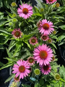 Jeżówka purpurowa SunSeekers Pink...