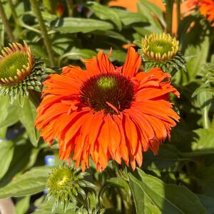 Jeżówka purpurowa SunSeekers Orange...