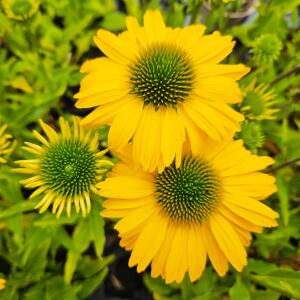 Jeżówka purpurowa SunSeekers Limoncello...