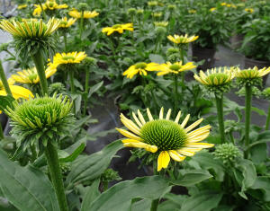 Jeżówka purpurowa SunSeekers Citrus...