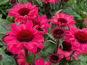 Jeżówka purpurowa SunSeekers Carmine...