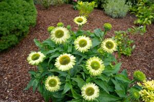 Jeżówka SunSeekers Apple Green