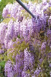 Glicynia Caroline - dwukolorowe, DŁUGIE kwiaty