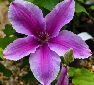 Powojnik Boulevard Yuan