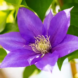 Powojnik Boulevard Olympia