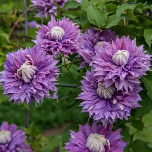 Powojnik Regal Diamantina