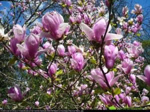 Magnolia Rustica Rubra