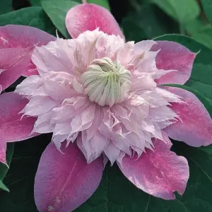 Powojnik Regal Josephine