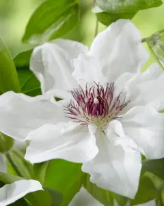 Powojnik Boulevard Ninon