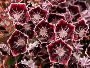 Kalmia latifolia Tadeusz