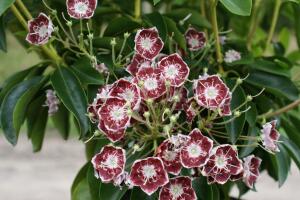 Kalmia latifolia Tadeusz