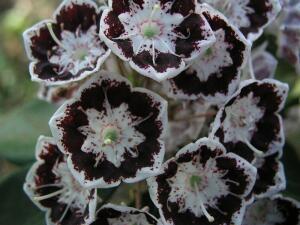 Kalmia latifolia Black Eye