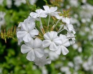 Ołownik biały duży