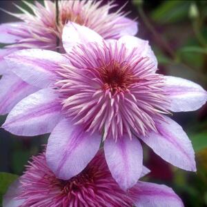 Powojnik Regal Empress duża