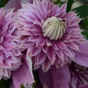 Powojnik Regal Josephine duża