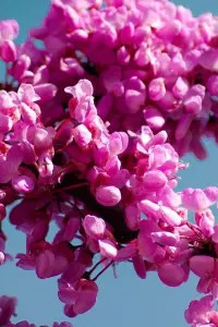 Judaszowiec kanadyjski 'Caroline Sweetheart'