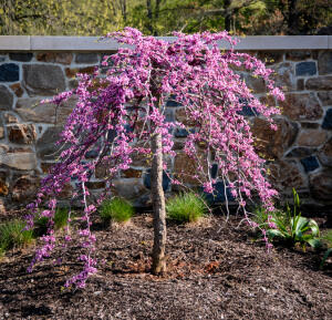 Judaszowiec kanadyjski 'Traveller'