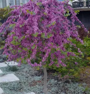 Judaszowiec kanadyjski 'Traveller'