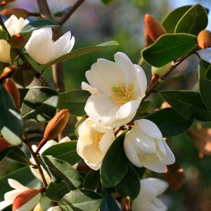 Magnolia Fairy Honey Velvet