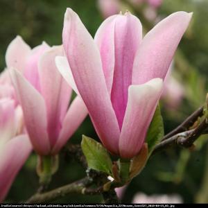 Magnolia Heaven Scent