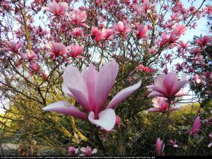 Magnolia Galaxy