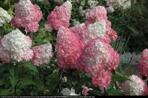 Hortensja bukietowa Pink Diamond Hydrangea paniculata  Pink Diamond ...
