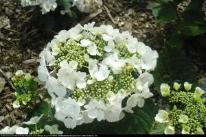 Hortensja ogrodowa biała Hydrangea macrophylla biała