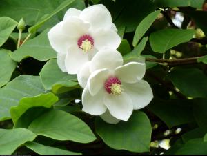 Magnolia Siebolda Duża C3 Magnolia Sieboldii 