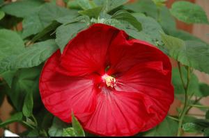 Hibiskus bagienny XXL Luna Red