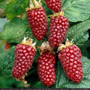 Malino-jeżyna Tayberry Rubus Tayberry 