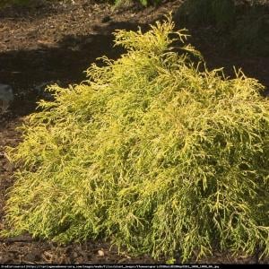 cyprysik groszkowy Golden Mop  p9 Chamaecyparis pisifera Golden Mop ...