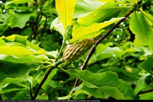 Magnolia parasolowata