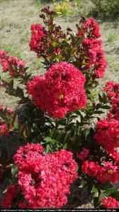 Lagerstremia indyjska Petite Red - Bez Poł... Lagerstroemia  indica Petite Red