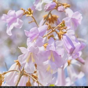 Paulownia Fortunea