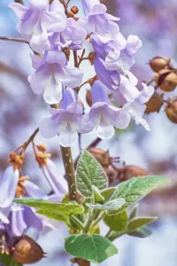 Paulownia Fortunea