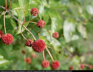 Guzikowiec zachodni Cephalanthus occidentalis 