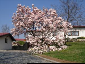 Magnolia pośrednia Soulangeana