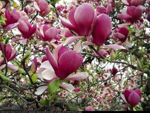 Magnolia pośrednia Rustica Rubra