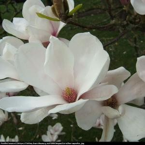 Magnolia Alba Superba