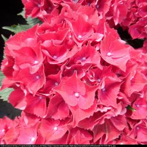 Hortensja ogrodowa Red Beauty Lila ... Hydrangea macrophylla Red Beauty Lila ...