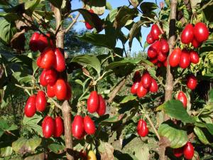 Dereń jadalny Tanio Cornus mas