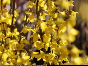 Forsycja pośrednia Minigold