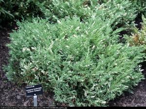 Jałowiec płożący  Variegata  Juniperus horizontalis  Variegata ...
